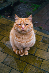 ginger cat on the streets