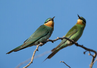 A pair of Blue-cheeked bee-eater perched on acacia tree