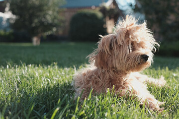 dog on the grass