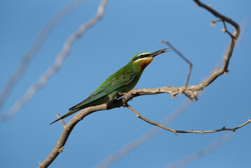 Blue-cheeked bee-eater holding a bee at, Bahrain