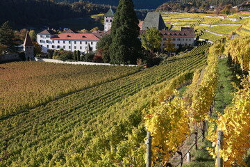 Fototapeta na wymiar Landscape with vineyards in South Tyrol in autumn colors. 