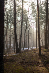Fototapeta na wymiar Jesienny zamglony las, przymrozek w lesie, klimatyczne