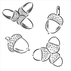 Set oak branches with leaves and acorns, black contour on white background. Vector