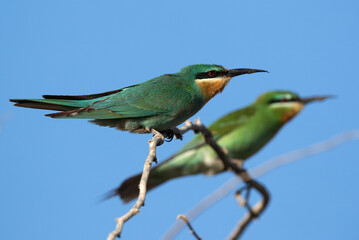 A pair of Blue-cheeked bee-eater perched on acacia tree