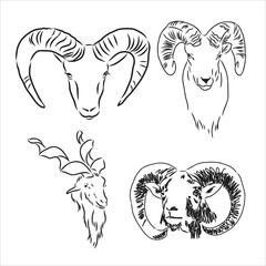 vector set of rams, male of sheep, hand drawn sketch of animals isolated at white background