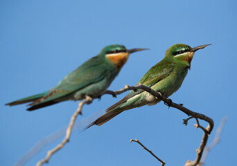 Fototapeta na wymiar A pair of Blue-cheeked bee-eater perched on acacia tree, Selective focus on back