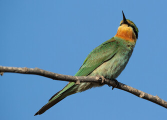 Blue-cheeked bee-eater perched on acacia tree