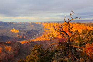 Grand Canyon at the sunset with colorful cliffs and dead tree, Colorado river - 471868537