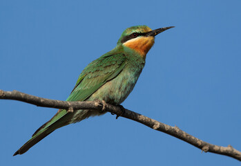 Closeup of a Blue-cheeked bee-eater perched on acacia tree