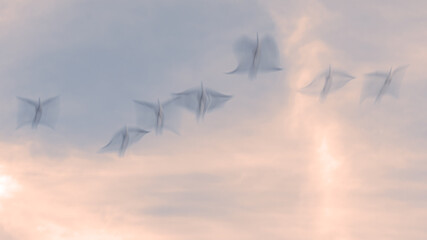Seven Angels