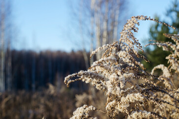 Winter landscape. Dry Goldenrod, dry grass against a clear blue sky. Soft, selective focus