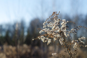 Winter landscape. Dry grass Goldenrod against the backdrop of a clear winter blue sky. Soft selective focus