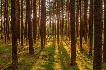 Pine-trees in forest at sunset in Palanga, Lithuania