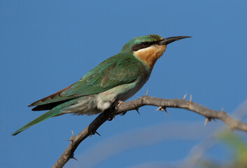Blue-cheeked bee-eater perched on a tree
