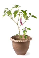eggplant or brinjal plant with flower, tropical vegetable plant growing in a pot, isolated on white background