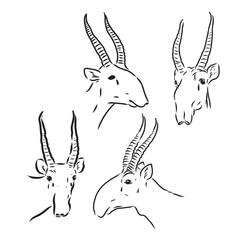 Hand drawn sketch style saiga antelope isolated on white background. Vector illustration.