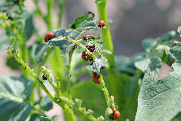 The larvae of Colorado Potato Beetle (Leptinotarsa decemlineata) on damaged potato leaves