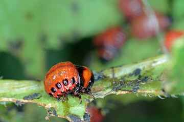 The larvae of Colorado Potato Beetle (Leptinotarsa decemlineata) on damaged potato leaves