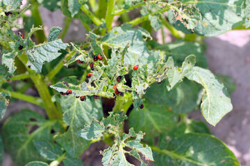 potato cultivation destroyed by larvae and beetles of Colorado potato beetle (Leptinotarsa decemlineata), also known as the Colorado beetle, the ten-striped spearman, the ten-lined potato beetle.