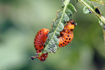 The larvae of Colorado Potato Beetle (Leptinotarsa decemlineata) on damaged potato leaves