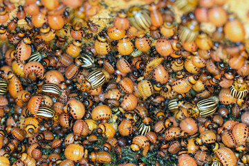 Plenty of larvae and beetles of Colorado potato beetle (Leptinotarsa decemlineata), also known as the Colorado beetle, the ten-striped spearman, the ten-lined potato beetle or the potato bug.