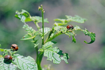 potato cultivation destroyed by larvae and beetles of Colorado potato beetle (Leptinotarsa decemlineata), also known as the Colorado beetle, the ten-striped spearman, the ten-lined potato beetle.