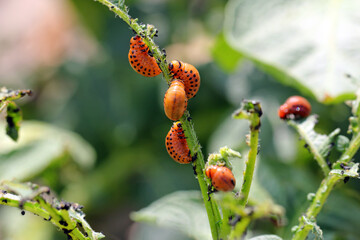 potato cultivation destroyed by larvae and beetles of Colorado potato beetle (Leptinotarsa decemlineata), also known as the Colorado beetle, the ten-striped spearman, the ten-lined potato beetle.