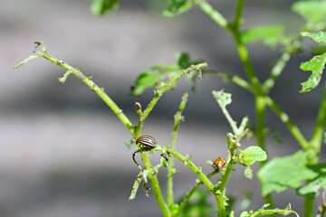 potato cultivation destroyed by larvae and beetles of Colorado potato beetle (Leptinotarsa decemlineata), also known as the Colorado beetle, the ten-striped spearman, the ten-lined potato beetle.