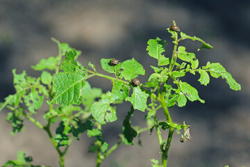 potato cultivation destroyed by larvae and beetles of Colorado potato beetle (Leptinotarsa decemlineata), also known as the Colorado beetle, the ten-striped spearman, the ten-lined potato beetle.