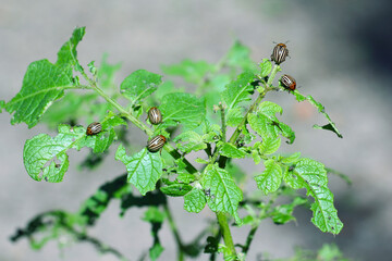 potato cultivation destroyed by larvae and beetles of Colorado potato beetle (Leptinotarsa decemlineata), also known as the Colorado beetle, the ten-striped spearman, the ten-lined potato beetle.