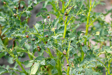 potato cultivation destroyed by larvae and beetles of Colorado potato beetle (Leptinotarsa decemlineata), also known as the Colorado beetle, the ten-striped spearman, the ten-lined potato beetle.