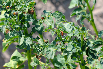 potato cultivation destroyed by larvae and beetles of Colorado potato beetle (Leptinotarsa decemlineata), also known as the Colorado beetle, the ten-striped spearman, the ten-lined potato beetle.