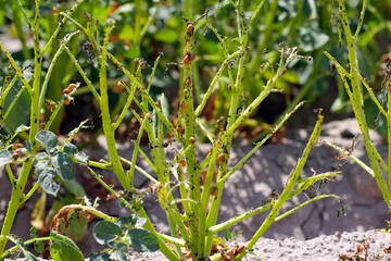 potato cultivation destroyed by larvae and beetles of Colorado potato beetle (Leptinotarsa decemlineata), also known as the Colorado beetle, the ten-striped spearman, the ten-lined potato beetle.