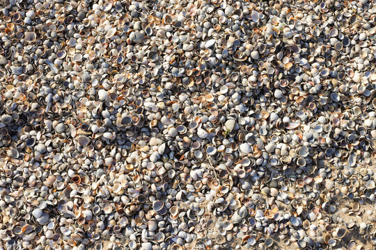 Small multicolored seashells on the sand by the sea. Sea background