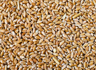 Fototapeta premium Raw wheat grains, harvest, heap, top view, macro photography