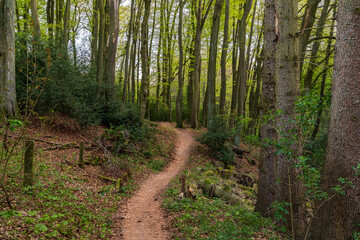 Footpath a forest near Isenbuegel, North Rhine-Westphalia, Germany