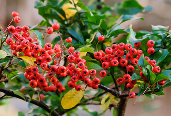 Red chokeberry berries in autumn