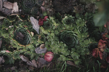 red and green leaves