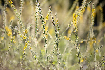 Fototapeta premium Common Agrimony plant