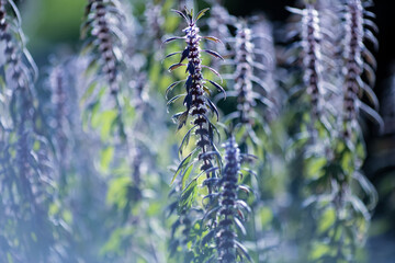 Motherwort plant