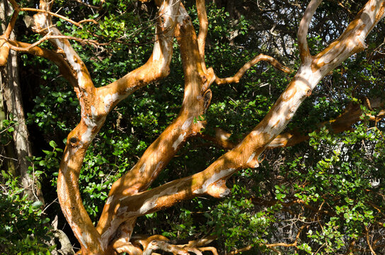 arayan tree, lima apiculata, tree with orange or cinnamon colored trunk