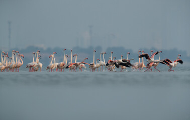 Greater Flamingos at Eker creek in the morning hours, Bahrain