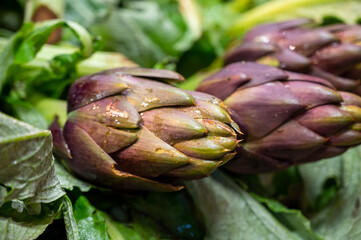 Fototapeta premium Harvest of young Romanesco artichoke heads on sale at city market in Florence