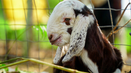 Portrait of a little goat kid standing in the animal farm. White and Black baby goat having fun inside a barn. Domestic animals in India