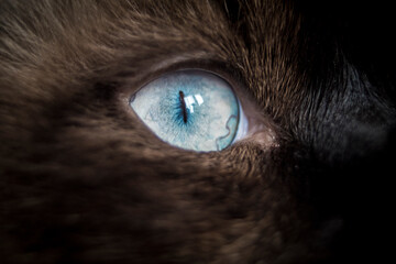 Macro occhio gatto