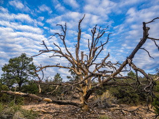 Dead tree in the desert