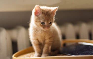 A small cute ginger kitten sits on a wooden tray in front of the window.