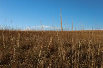 Obraz premium wheat field and blue sky