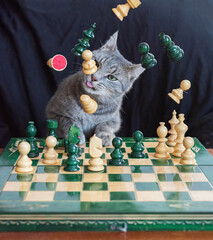 Grey cat plays chess in a black armchair - chess figures fall