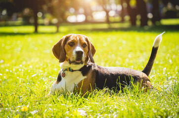 Portrait of cute beagle dog at the park.